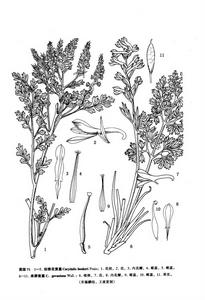 擬錐花黃堇