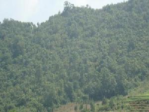 馬毛自然村-生態林