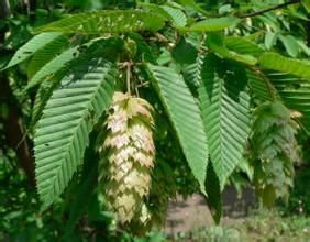 粵北鵝耳櫪 粵北鵝耳櫪