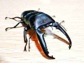 巴拉望巨扁鍬形蟲 巴拉望巨扁鍬形蟲