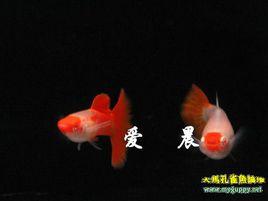 鴻運當頭魚 鴻運當頭魚