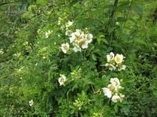 絹毛薔薇 絹毛薔薇