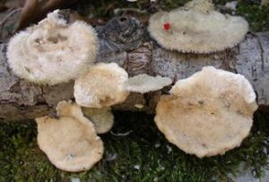 毛革蓋菌 毛革蓋菌