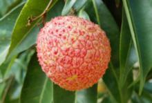 荔枝[水果類植物]