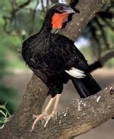 白翅冠雉 白翅冠雉