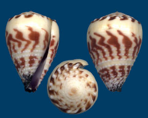 花環芋螺 花環芋螺