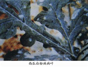 西瓜白粉病病葉