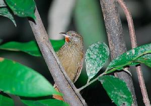 委內瑞拉軟尾雀