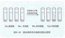 蛋白質體外合成的實驗示意圖