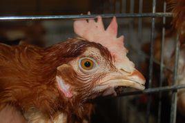 雞白冠病 雞白冠病