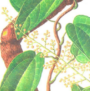 天仙藤族 天仙藤族