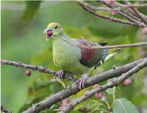 蒼棕翅鳩 蒼棕翅鳩