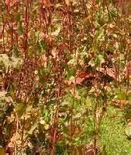 巴天酸亞屬 巴天酸亞屬