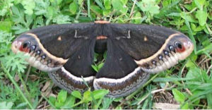 白帶天蠶蛾 白帶天蠶蛾