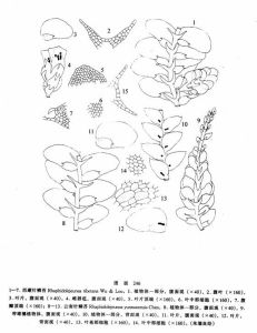 西藏針鱗苔 西藏針鱗苔