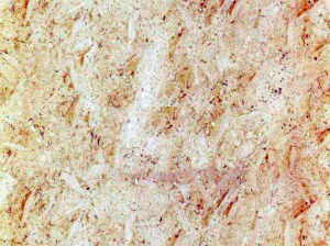 奧金米黃 奧金米黃