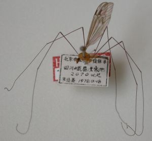 黃頭蜚大蚊 黃頭蜚大蚊