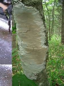 灰孔多年臥孔菌 灰孔多年臥孔菌