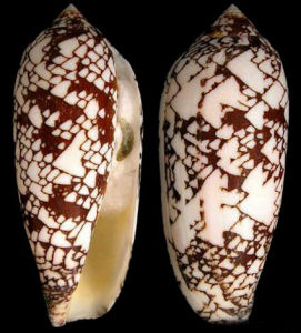 阿曼灣宮廷芋螺 阿曼灣宮廷芋螺