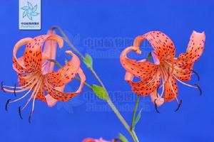 大花捲丹（變種）