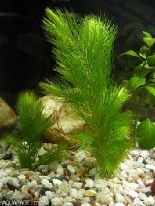 金魚藻[金魚藻]