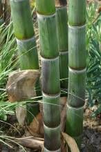 粗3麻箭竹 粗3麻箭竹