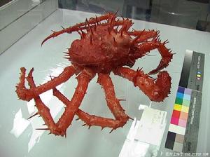 南極深海 南極深海