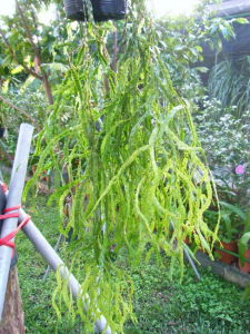 新銳葉石松 新銳葉石松