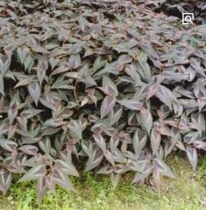 赤脛散(變種) 赤脛散(變種)