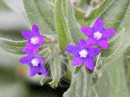 藥用牛舍草 藥用牛舍草