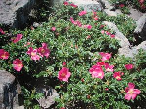 （圖）原生玫瑰