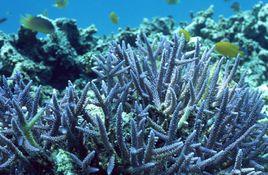 海底珊瑚