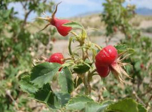 毛葉彎刺薔薇 毛葉彎刺薔薇