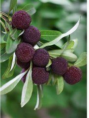 地楊梅組 地楊梅組