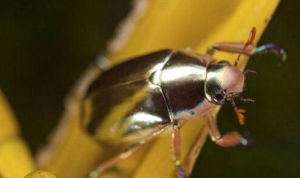 銀色甲蟲 銀色甲蟲