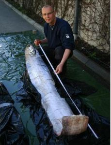 瑞典西海岸發現一條罕見的鯡王皇帶魚，長3.5米