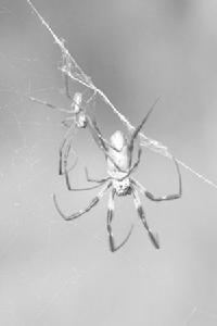 金絲蛛廬山真面目，大的是雌蛛，小的是雄蛛。