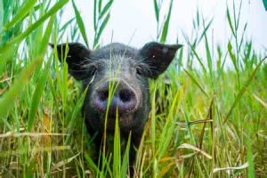 甜草崗黑豬 甜草崗黑豬