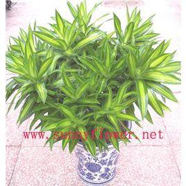 百合竹曲葉龍血樹 百合竹曲葉龍血樹