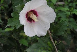 白花單瓣木槿 白花單瓣木槿