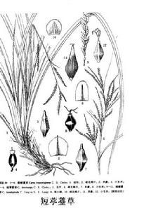 短葶薹草 短葶薹草