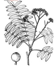 球穗花楸 球穗花楸