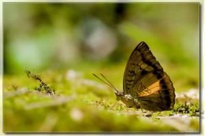 黃銅翠蛺蝶
