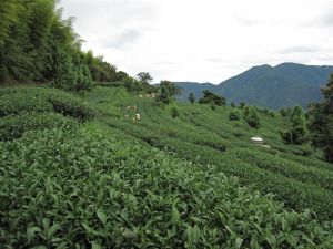 越山古道 越山古道