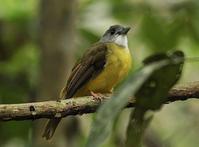 灰頭冠鵯 灰頭冠鵯