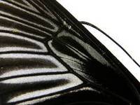 菲律賓裳鳳蝶(雌上翅背面)