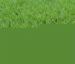 綠油油的水半夏田