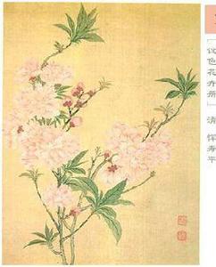 設色花卉冊 設色花卉冊