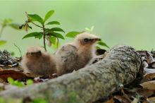 長尾夜鷹的幼鳥及亞成鳥