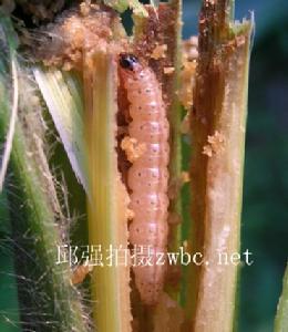 鱗翅目螟蛾科 鱗翅目螟蛾科